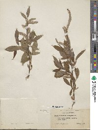 Salix prolixa image