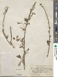 Salix prolixa image