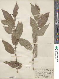 Salix prolixa image