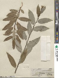 Salix monticola image