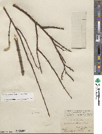 Salix monticola image