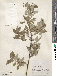 Salix monticola image