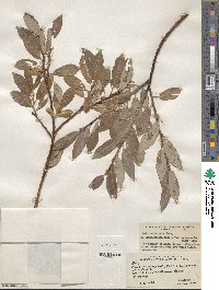 Salix monticola image