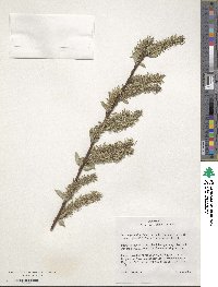 Salix myricoides image