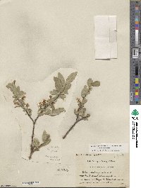 Salix myrtillifolia image