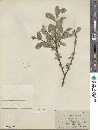 Salix myrtillifolia image