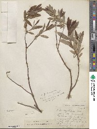 Salix myrtillifolia image