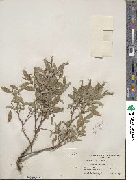 Salix myrtillifolia image