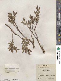 Salix myrtillifolia image