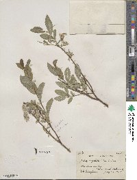 Salix myrtillifolia image