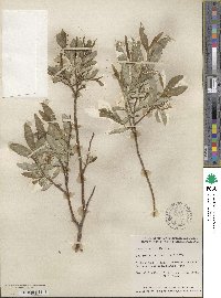 Salix myrtillifolia image