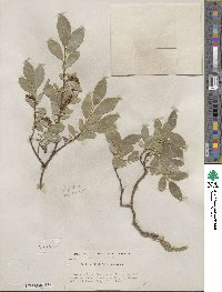 Salix myrtillifolia image