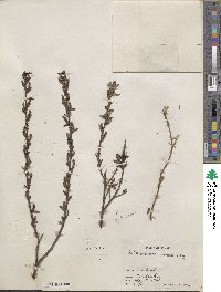 Salix myrtillifolia image