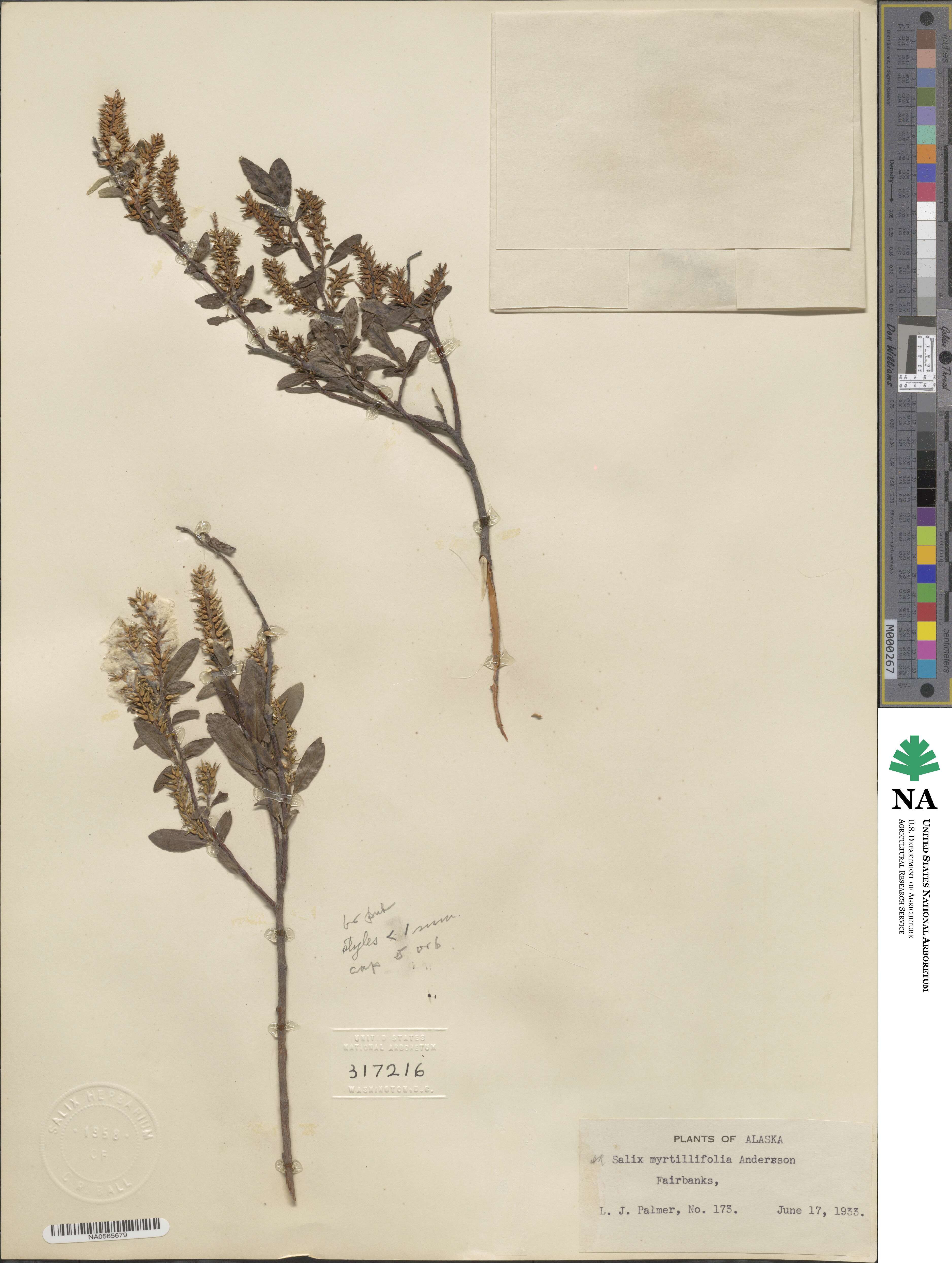 Salix myrtillifolia image