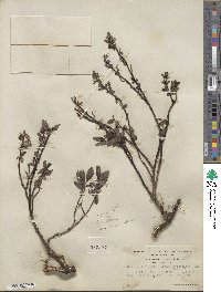 Salix myrtillifolia image