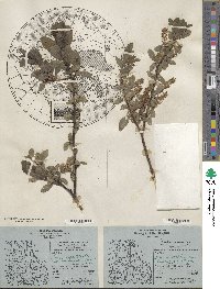 Salix myrtillifolia var. brachypoda image