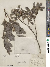 Salix myrtillifolia image