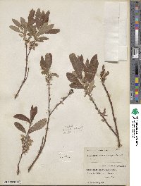 Salix myrtillifolia var. brachypoda image