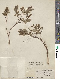 Salix myrtillifolia var. brachypoda image