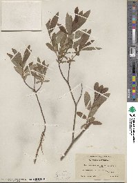 Salix myrtillifolia var. brachypoda image