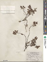 Salix myrtillifolia var. brachypoda image