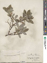 Salix myrtillifolia var. brachypoda image