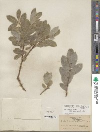 Salix myrtillifolia var. brachypoda image