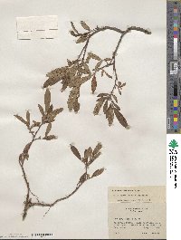 Salix myrtillifolia var. brachypoda image