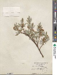 Salix myrtillifolia var. brachypoda image