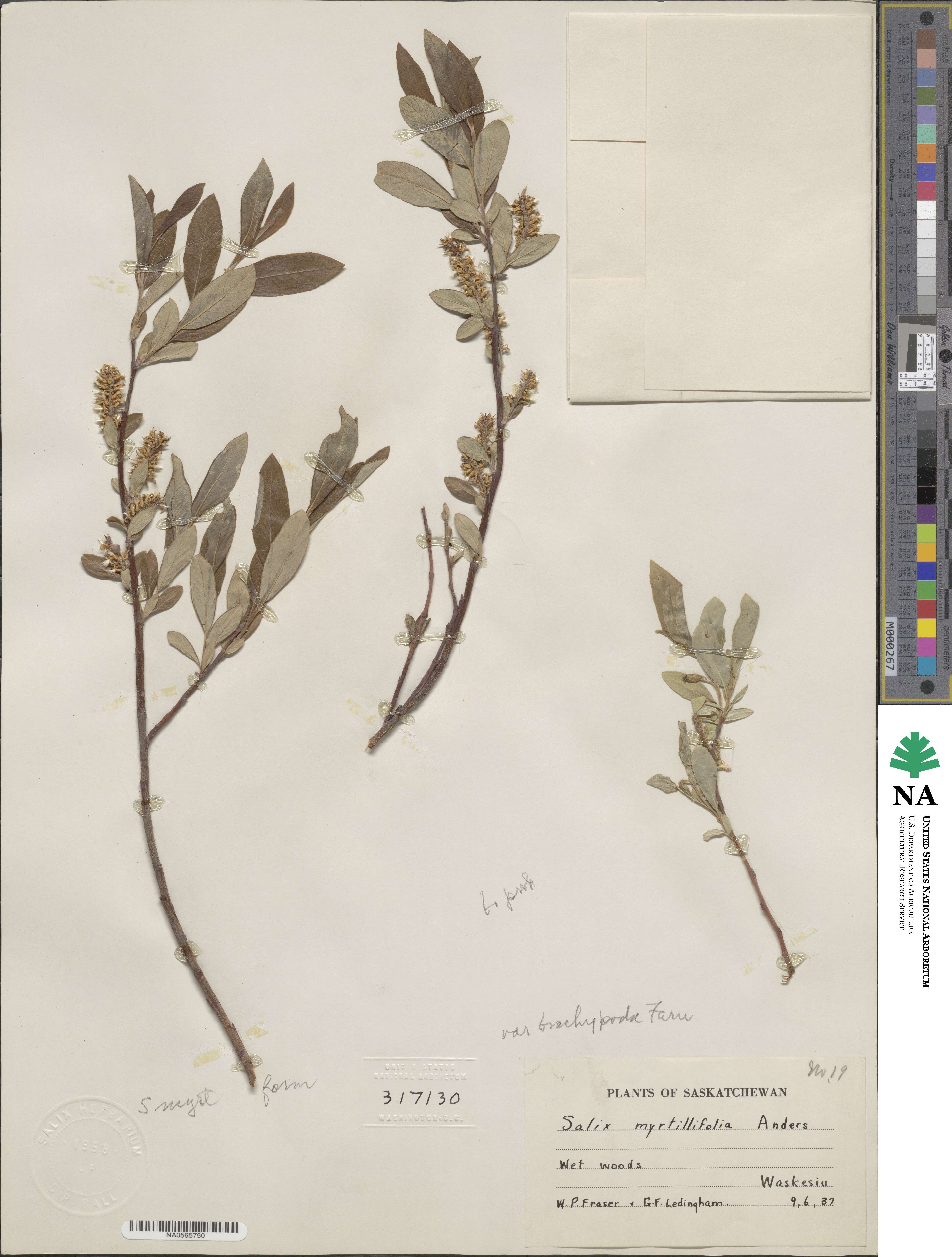 Salix myrtillifolia var. brachypoda image