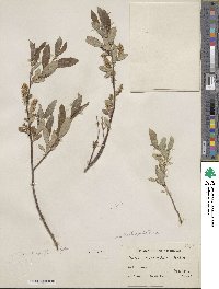 Salix myrtillifolia var. brachypoda image