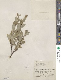 Salix myrtillifolia var. brachypoda image