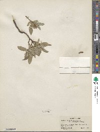 Salix myrtillifolia var. brachypoda image