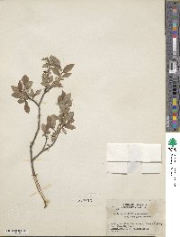 Salix myrtillifolia var. brachypoda image