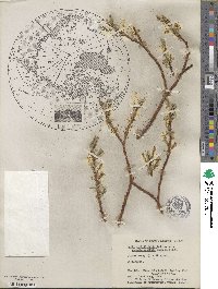 Salix myrtillifolia var. pseudomyrsinites image