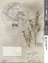 Salix myrtillifolia var. pseudomyrsinites image