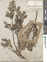 Salix myrtillifolia var. pseudomyrsinites image