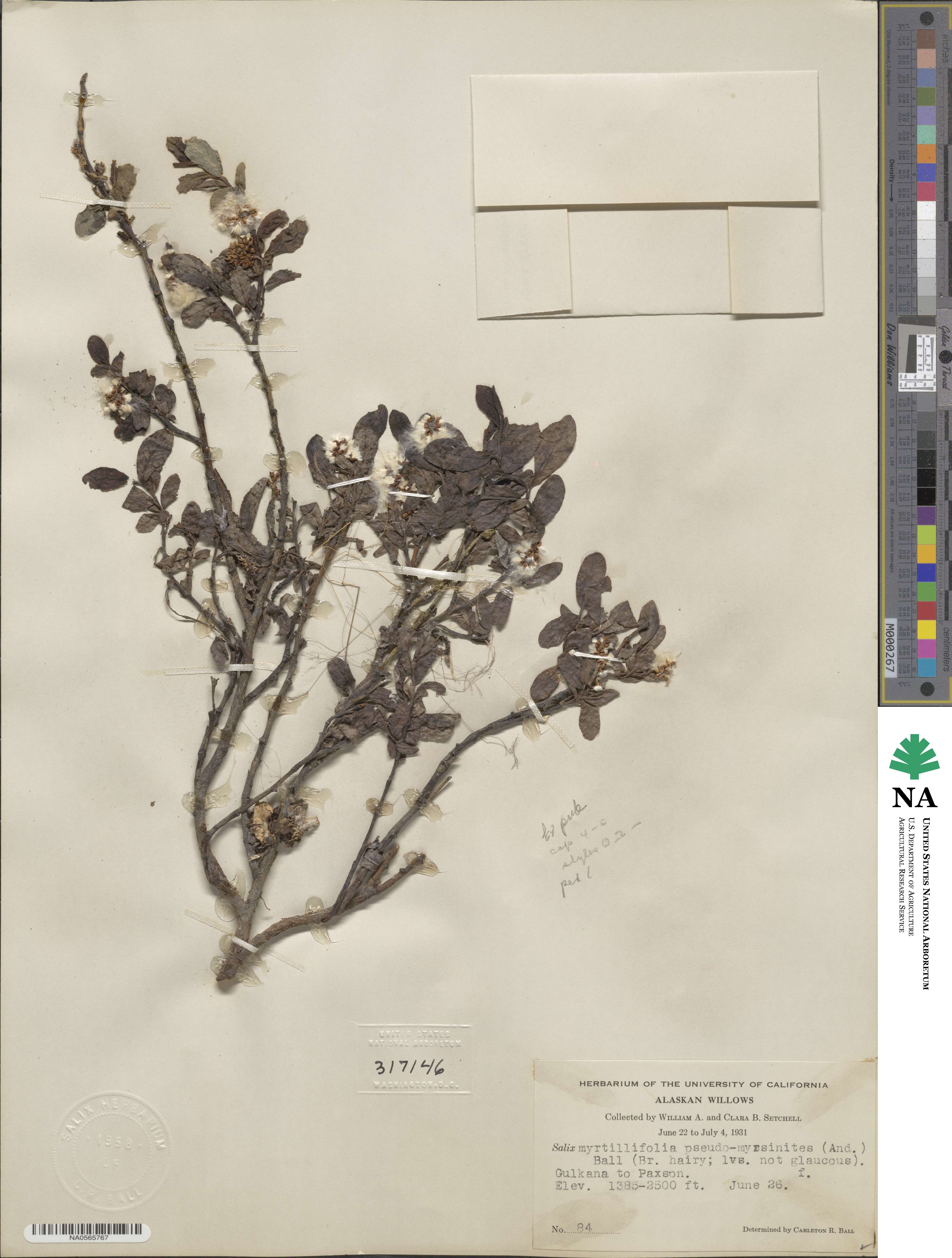 Salix myrtillifolia var. pseudomyrsinites image
