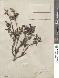 Salix myrtillifolia var. pseudomyrsinites image