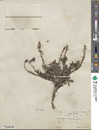 Salix myrtillifolia var. pseudomyrsinites image