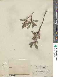 Salix myrtillifolia var. pseudomyrsinites image