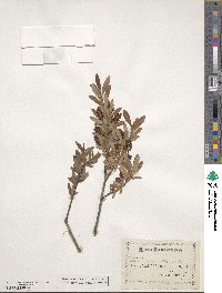 Salix myrtilloides image