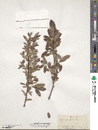 Salix myrtilloides image