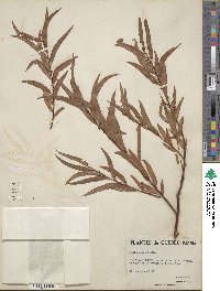 Salix nigra image