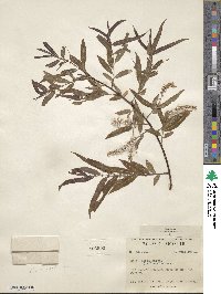 Salix nigra image