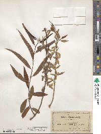 Salix nigra image