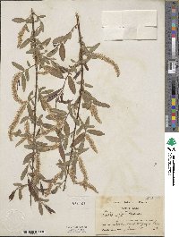 Salix nigra image