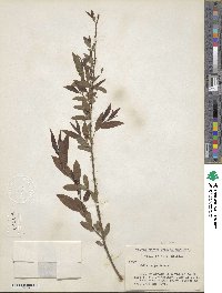 Salix nigra image