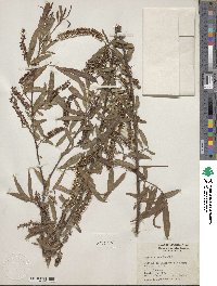 Salix nigra image