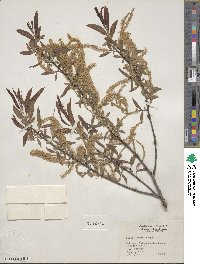 Salix nigra image